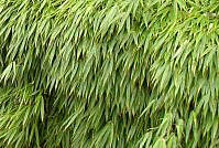 Převislý bambus